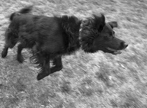 Rosie Leaps [ flipped B&W]